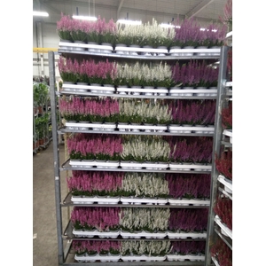 Calluna vulg. 'Beauty L'  ..mix