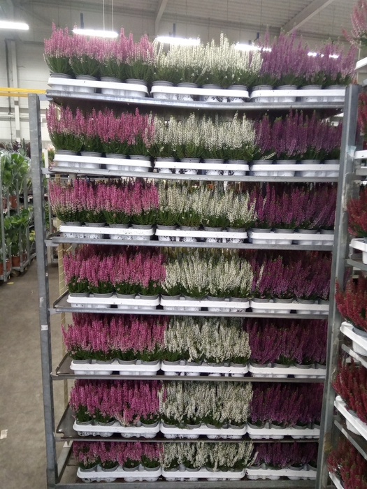<h4>Calluna vulg. 'Beauty L'  ..mix</h4>