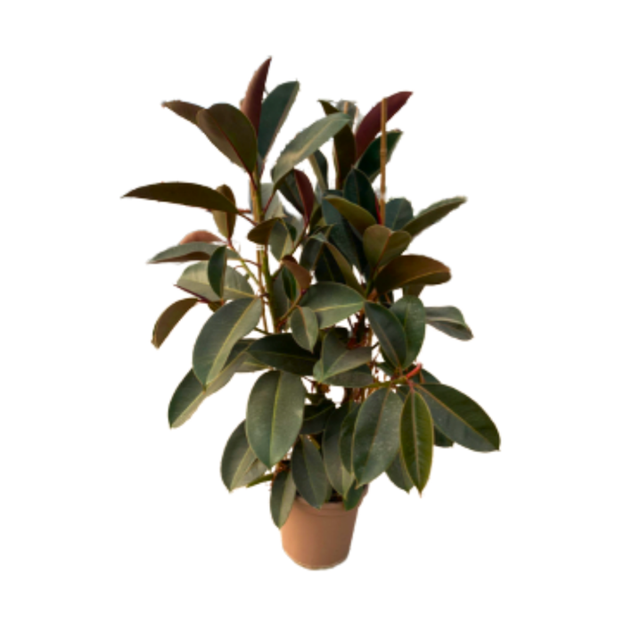 <h4>Ficus overig gemengd 3 soorten</h4>