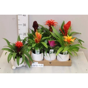 ARR BROMELIA