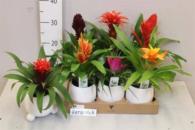 <h4>ARR BROMELIA</h4>