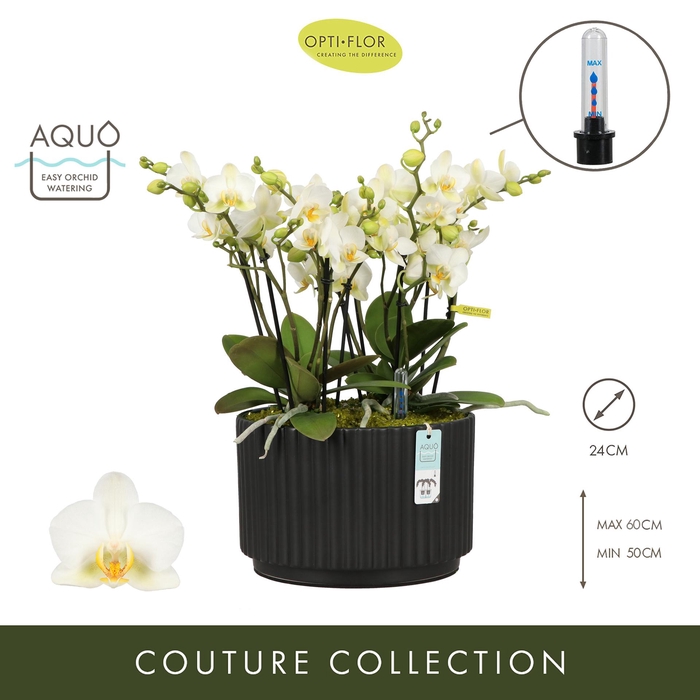 <h4>Arran. Boquetto Beauty Molise Dark Brown Aquo</h4>