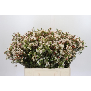 Chamelaucium Moonlight Delight