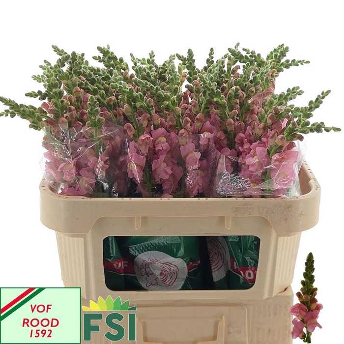 <h4>ANTIR CANN PINK</h4>