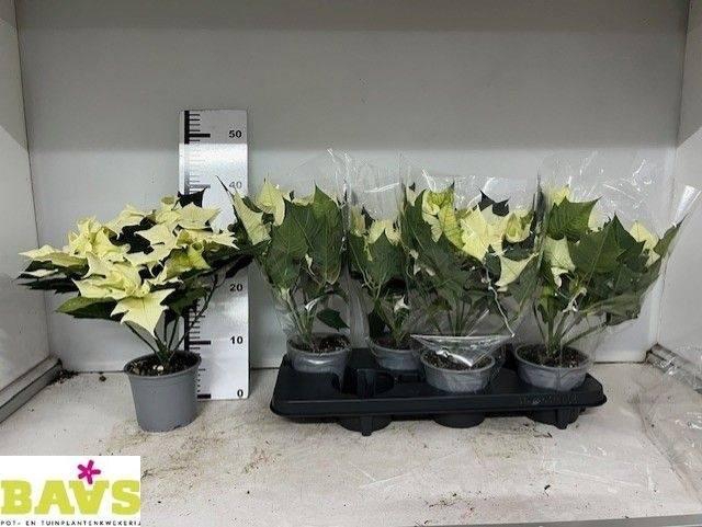 arr8 Euphor Pulcherrim Ov White