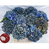 Hydrangea royal parade classic