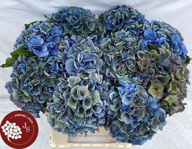 Hydrangea royal parade classic