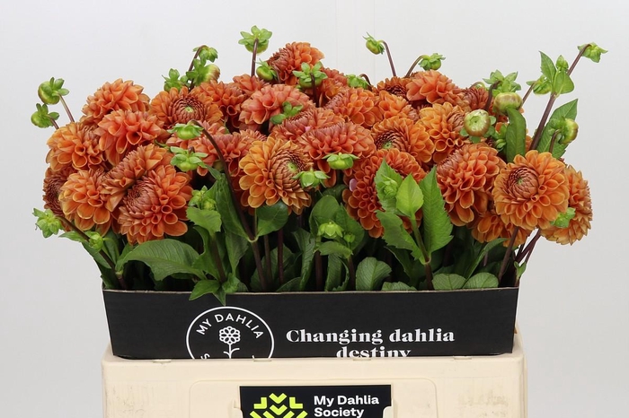 <h4>Dahlia Cornel Bronze</h4>