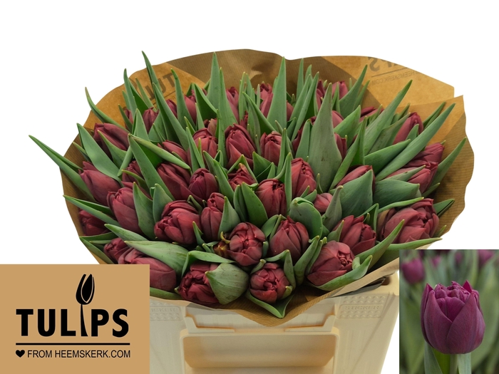 TU DU ALISON BRADLEY