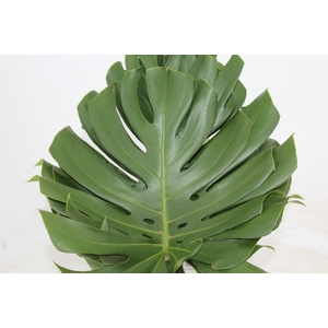 FOLHAGEM MONSTERA DELICIOSA 060 CM