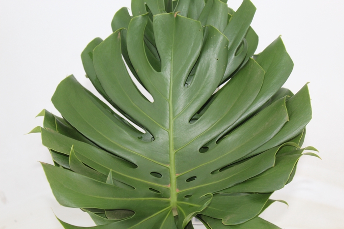 <h4>FOLHAGEM MONSTERA DELICIOSA 060 CM</h4>
