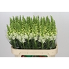 Antirrhinum Potomac Ivory White