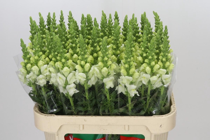 <h4>Antirrhinum Potomac Ivory White</h4>