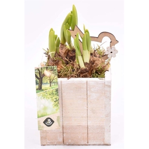 Hout box white wash 10x10cm