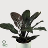 Philodendron Imperial Red 14Ø 50cm