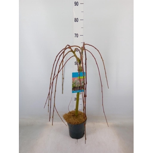 Salix caprea 'Kilmarnock'