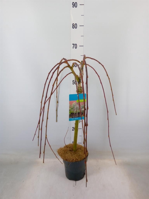 <h4>Salix caprea 'Kilmarnock'</h4>