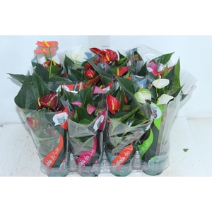 ANTHURIUM VARIADO P09