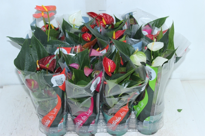 <h4>ANTHURIUM VARIADO P09</h4>