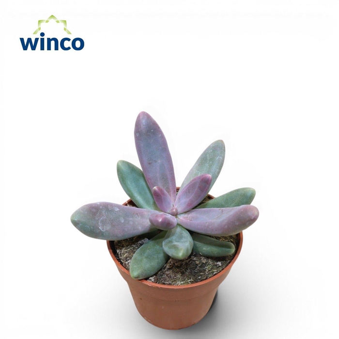 <h4>PACHYPHYTUM OVIFERUM</h4>