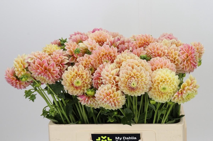 <h4>Dahlia Sweet Suzanne</h4>