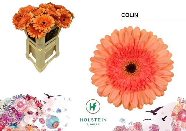 <h4>GE GR COLIN Emmer x40</h4>