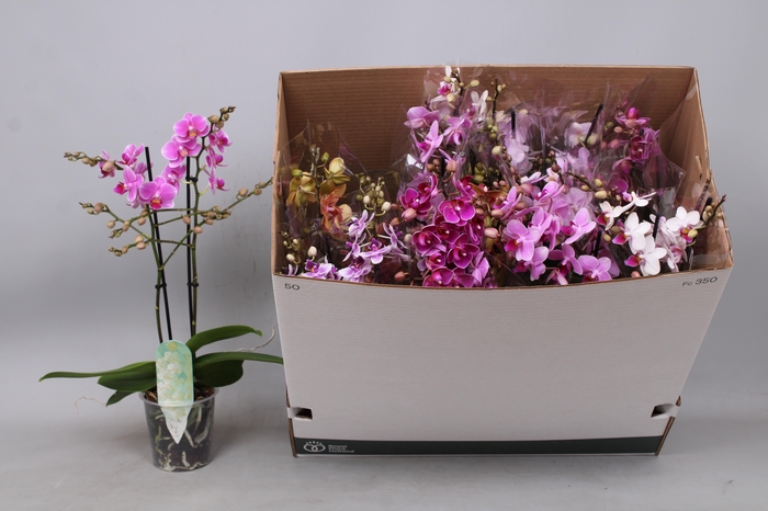 <h4>PHAL MF GEM 8 KL</h4>