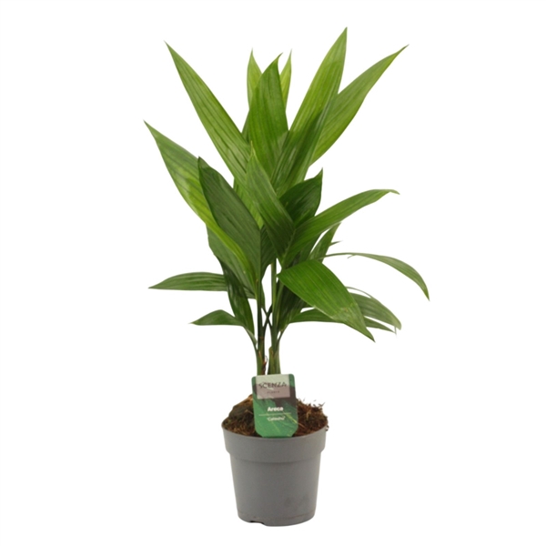 <h4>Areca Catechu 12 cm</h4>