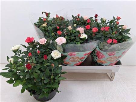 <h4>Ro Fav Festiv Gem Ip</h4>