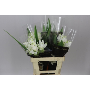 Curcuma Siam Shine