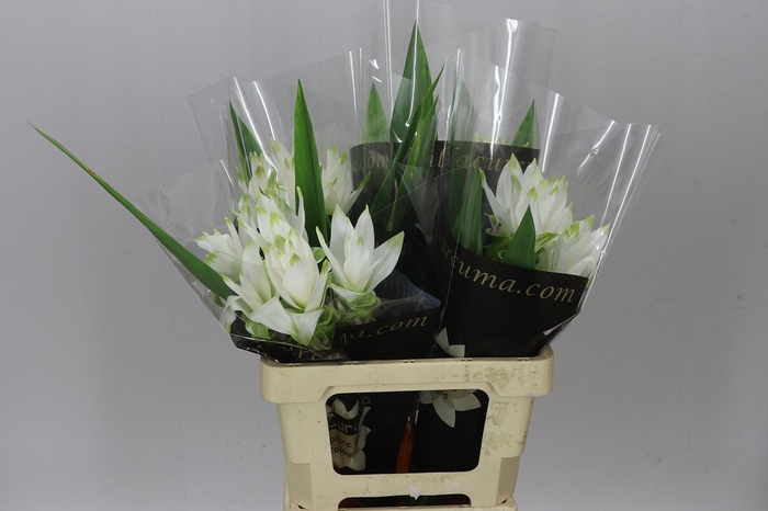 <h4>Curcuma Siam Shine</h4>