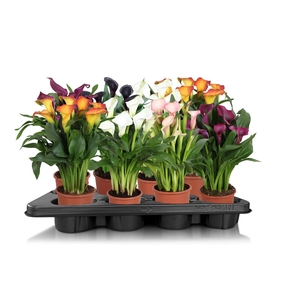 Zantedeschia gemengd Calla mix