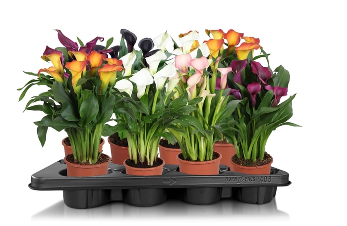 <h4>Zantedeschia gemengd Calla mix</h4>