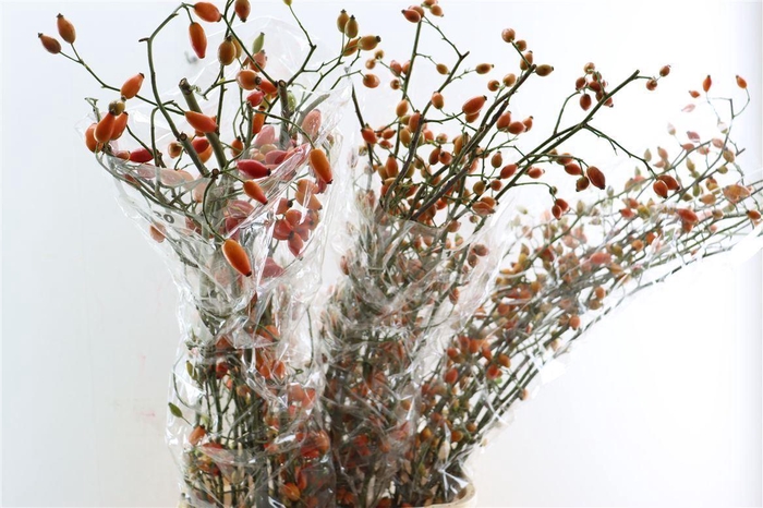 <h4>Rosa Zaffiro 120cm Ptk</h4>