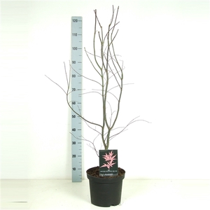 Acer palmatum 'Bloodgood' P26 Full CC