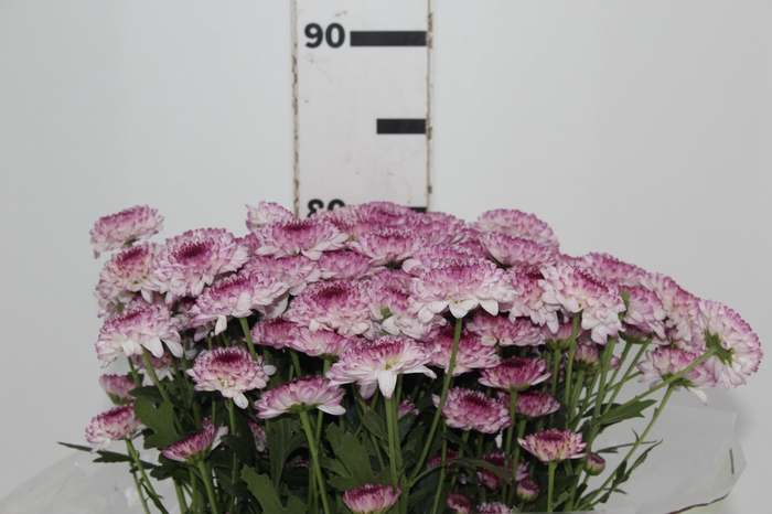 <h4>CRISANTEMO SANTINI ABBEY 080 CM</h4>