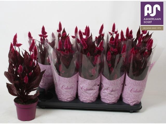 <h4>CEL MYSTIC SHADES</h4>