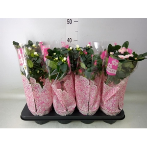 Rhododendron sim.   ...mix