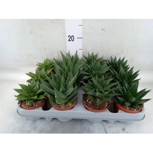 Aloe   ...mix