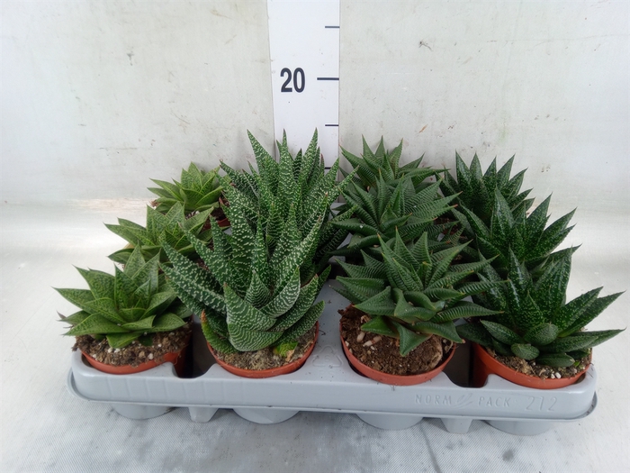 <h4>Aloe   ...mix</h4>