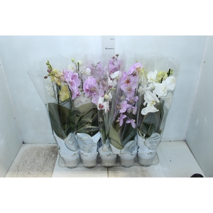 PHALAENOPSIS P12 2 HT