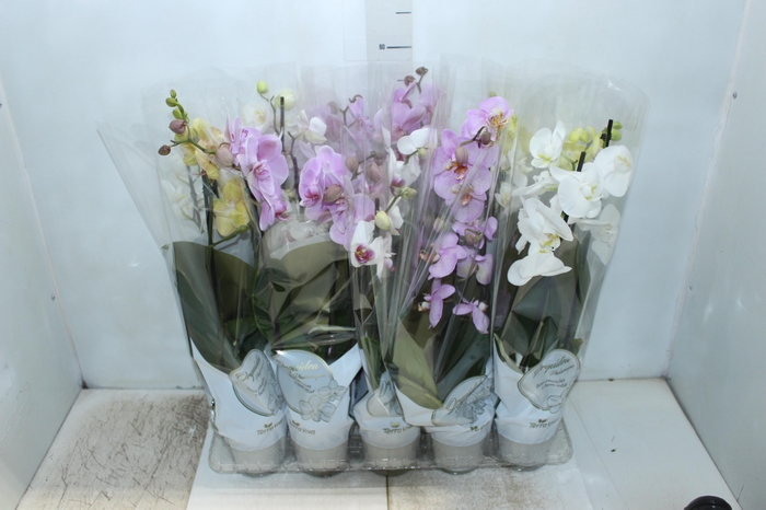 <h4>PHALAENOPSIS P12 2 HT</h4>