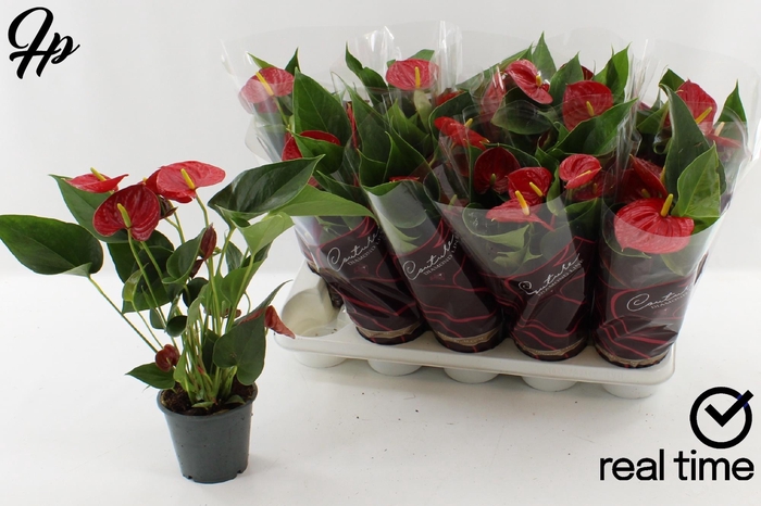 <h4>ANTHU DIAMOND RED</h4>