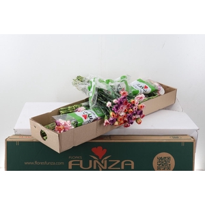 Di St Rainbow Stripe Box