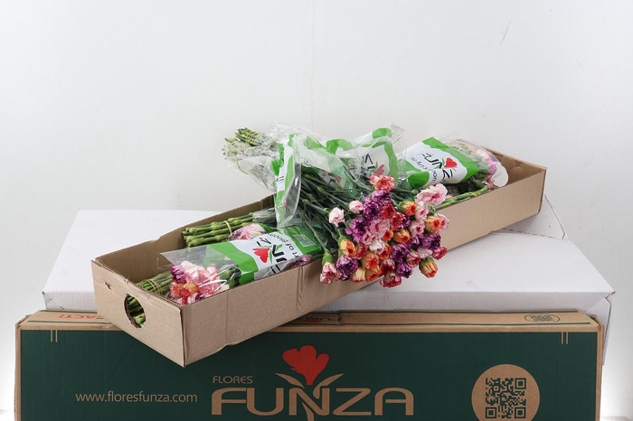 <h4>Di St Rainbow Stripe Box</h4>