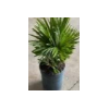 Chamaerops humilis