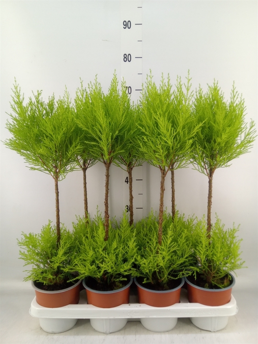 <h4>Cupressus macro. 'Goldcrest Wilma'</h4>