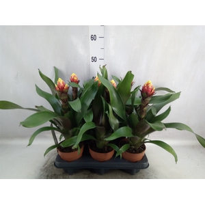 Guzmania  'Crown'