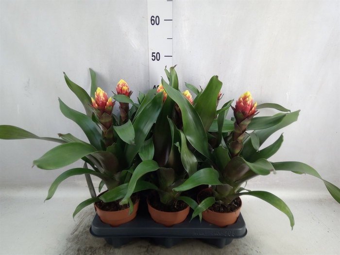 <h4>Guzmania  'Crown'</h4>