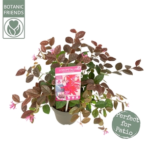 Loropetalum ch. 'Fire Dance'